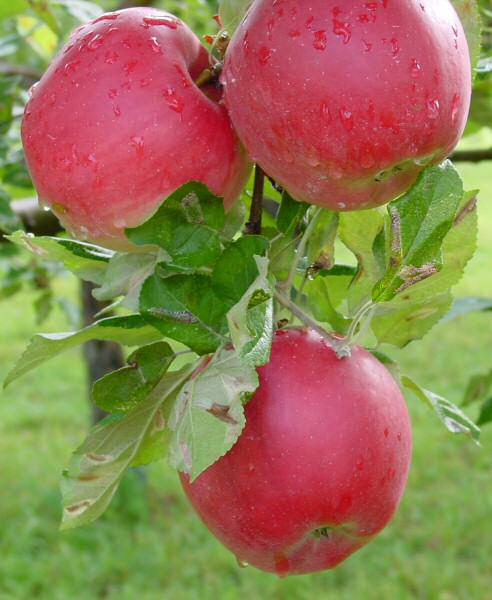 AppleCrop600.jpg (75600 bytes)